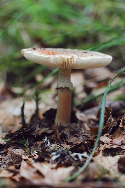 Où trouver du mycélium de cèpes ?