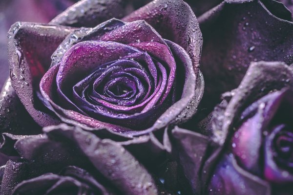 Quels éléments spéciaux rendre votre box de roses éternelles unique ?